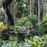 5.สวนสไตล์Tropical (ที่มา : https://unsplash.com)