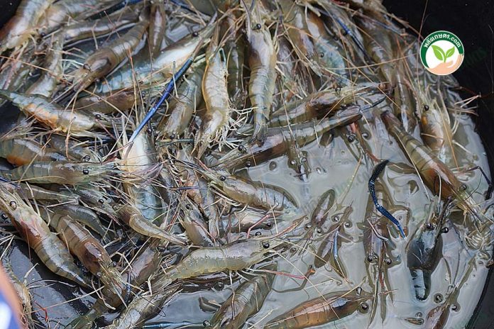 กุ้งก้ามกรามที่เลี้ยงปนกุ้งขาว กุ้งก้ามกรามที่เลี้ยงปนกุ้งขาว
