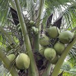 02 มะพร้าวน้ำหอมต้นเตี้ย