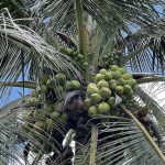 04 มะพร้าวพวงร้อย