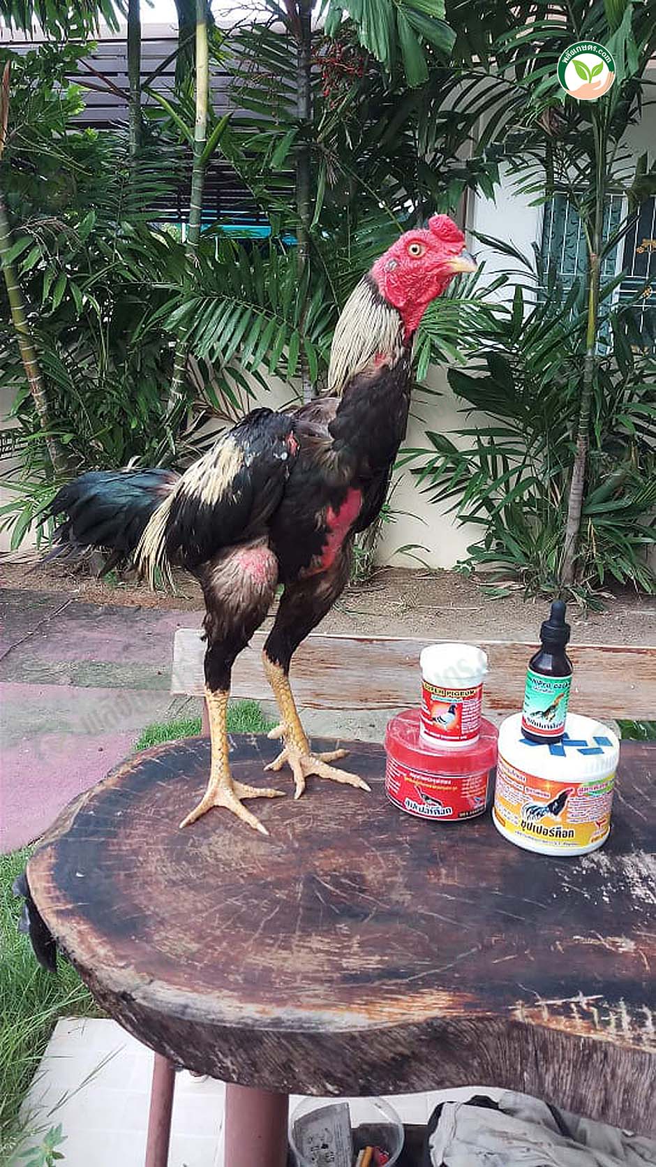 1.ไก่ตัวรักใช้ซุปเปอร์ค็อก