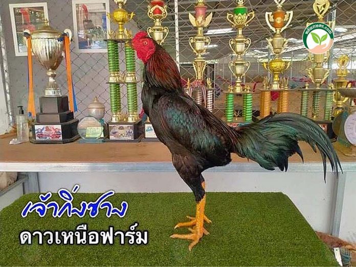 2.เจ้ากิ่งซาง 2.เจ้ากิ่งซาง