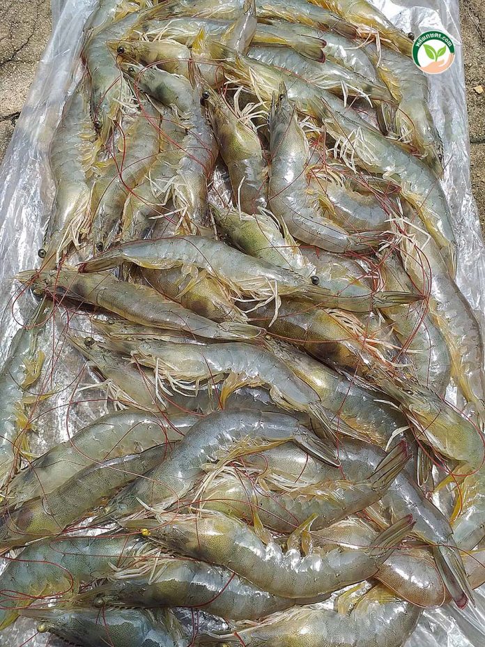 กุ้งขาววานาไม โตเร็ว ไซซ์เสมอ กุ้งขาววานาไม โตเร็ว ไซซ์เสมอ