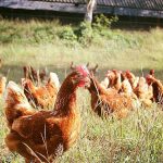 2.เลี้ยงแม่ไก่แบบปล่อยฝูง ให้เดินได้อย่างอิสระ