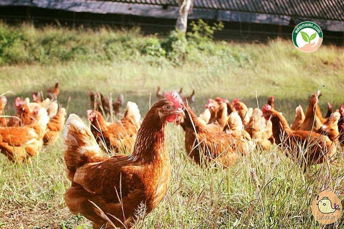 2.เลี้ยงแม่ไก่แบบปล่อยฝูง ให้เดินได้อย่างอิสระ 2.เลี้ยงแม่ไก่แบบปล่อยฝูง ให้เดินได้อย่างอิสระ
