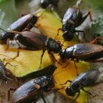 3.การให้อาหารจิ้งหรีด