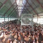 3.โรงเรือนไก่ไข่