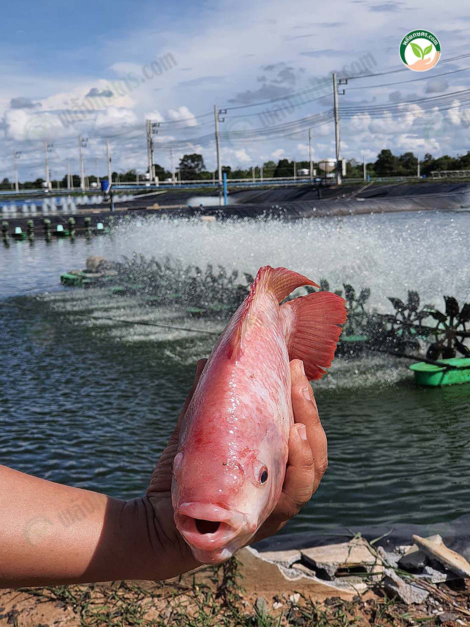 4.ลักษณะตัวปลา ทรงอ้วน สันหนา ตัวป้อม สีแดงสด ตามที่ตลาดต้องการ
