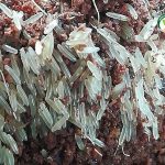 4.ไข่จิ้งหรีด