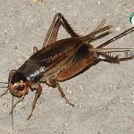 5.จิ้งหรีดทองแดง