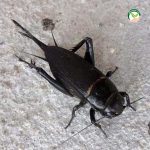 จิ้งหรีดทองดำ