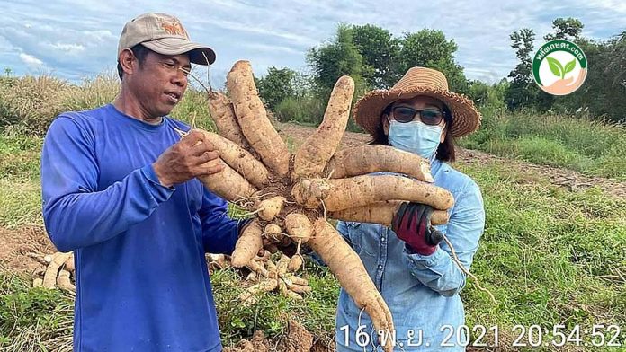 4.มันสำปะหลังหัวใหญ่ น้ำหนักดี 4.มันสำปะหลังหัวใหญ่ น้ำหนักดี