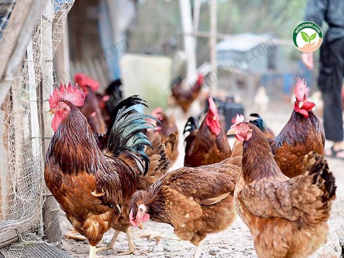 5.ไก่อินทรีย์ ไข่มีคุณภาพ 5.ไก่อินทรีย์ ไข่มีคุณภาพ