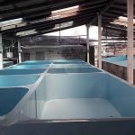 2.บ่อปูนสำหรับอนุบาลลูกกุ้ง