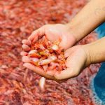 2.ลูกปลาทับทิม