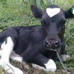 2.ลูกวัวนม