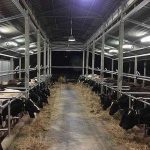 3.การให้อาหารวัว