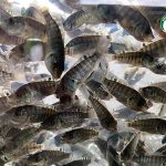 3.พ่อแม่พันธุ์ปลานิล