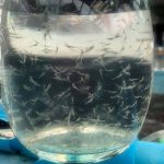 3.ลูกกุ้งพันธุ์ SIS แท้ ขนาด P12 แข็งแรงดี