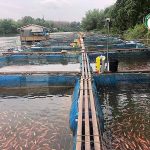 4.กระชังปลาทับทิม