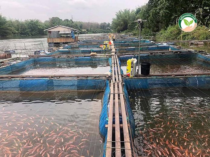 4.กระชังปลาทับทิม 4.กระชังปลาทับทิม