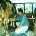 4.การรีดนมวัว