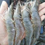 4.กุ้งขาวที่มาจากลูกพันธุ์ของชนม์ณภัทรฟาร์ม