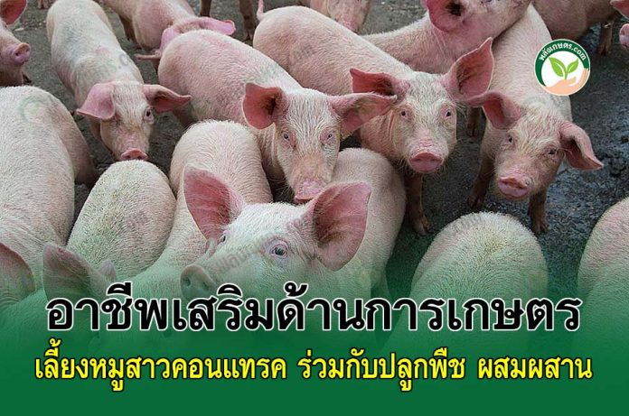 4.หมูแข็งแรง-โตเร็ว2