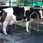 6.คอกวัว