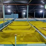 3.เปลสำหรับพ่อแม่พันธุ์