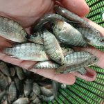 4.ลูกปลานิลแปลงเพศ