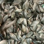 5.ปลานิลไซส์ที่ตลาดต้องการ