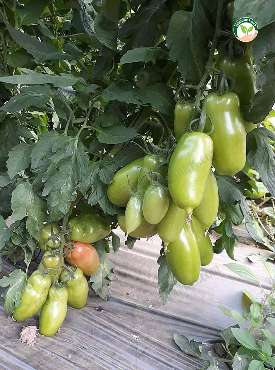 มะเขือเทศ Papaya tomato