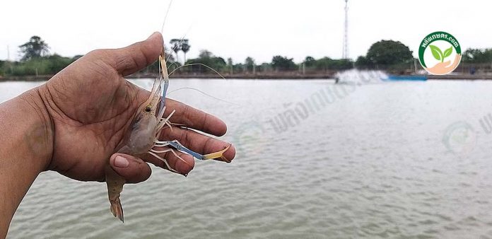 2.บ่อเลี้ยงกุ้งขาวปนกุ้งก้ามกราม 2.บ่อเลี้ยงกุ้งขาวปนกุ้งก้ามกราม