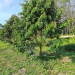 4.ต้นทุเรียนสมบูรณ์ เจริญเติบโตดี ใบใหญ่ เขียว มัน