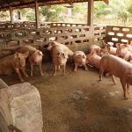 2.คอกหมู