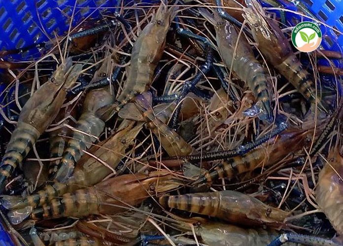 กุ้งก้ามกราม แข็งแรง สมบูรณ์ กุ้งก้ามกราม แข็งแรง สมบูรณ์