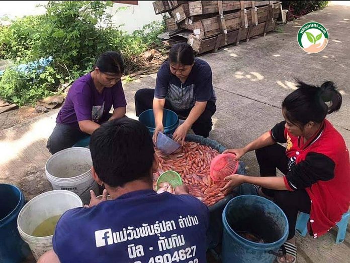 6.การคัดไซส์ปลาทับทิม 6.การคัดไซส์ปลาทับทิม