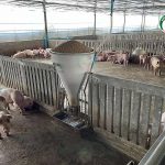 4.โรงเรือนหมู