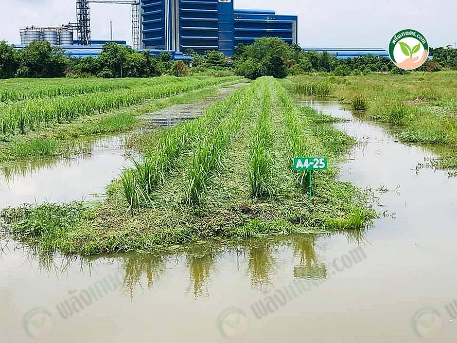 สวนกายกานต์ ตะไคร้ ระบบร่อง คุณภาพดี มาตรฐานส่งออก