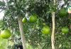 4.ผลผลิตส้มจุก ของทางสวนคุ้งคลองวัว