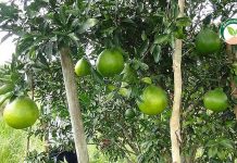4.ผลผลิตส้มจุก ของทางสวนคุ้งคลองวัว