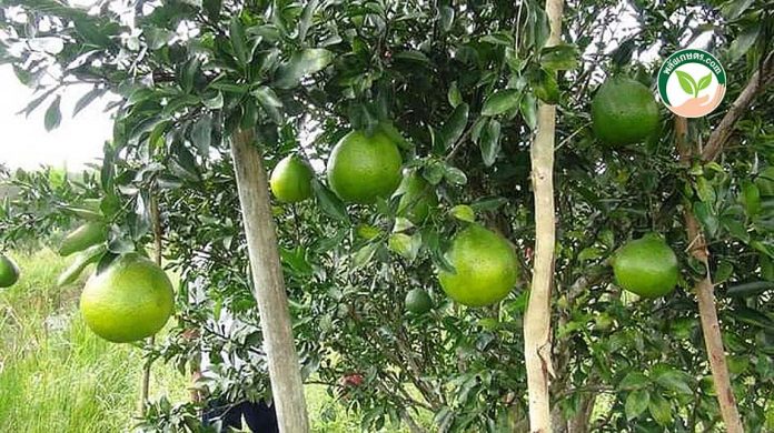 4.ผลผลิตส้มจุก ของทางสวนคุ้งคลองวัว 4.ผลผลิตส้มจุก ของทางสวนคุ้งคลองวัว