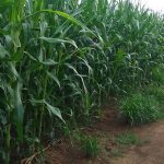 8.ข้าวโพด 300 ไร่ รดและฉีดน้ำขี้หมู ไม่ได้ใช้ปุ๋ยเคมี กำลังออกฝักอ่อน