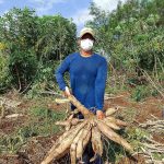 9.หัวมันสำปะหลังจากการใช้น้ำขี้หมู