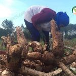 ปก รวยเพราะมันอินทรีย์