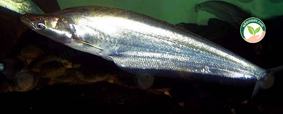 ปลาน้ำเงิน ที่มา.common sheatfish
