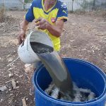 เทน้ำขี้หมูลงในถังเพื่อแช่ท่อนพันธุ์ ทิ้งไว้ 6 ชม. หรือ 1 คืน