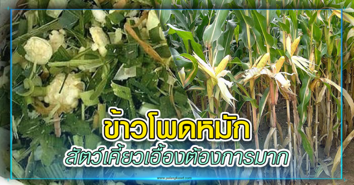 ปก ข้าวโพดหมัก
