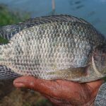 1.ปลานิลตัวใหญ่ อ้วน ได้น้ำหนัก